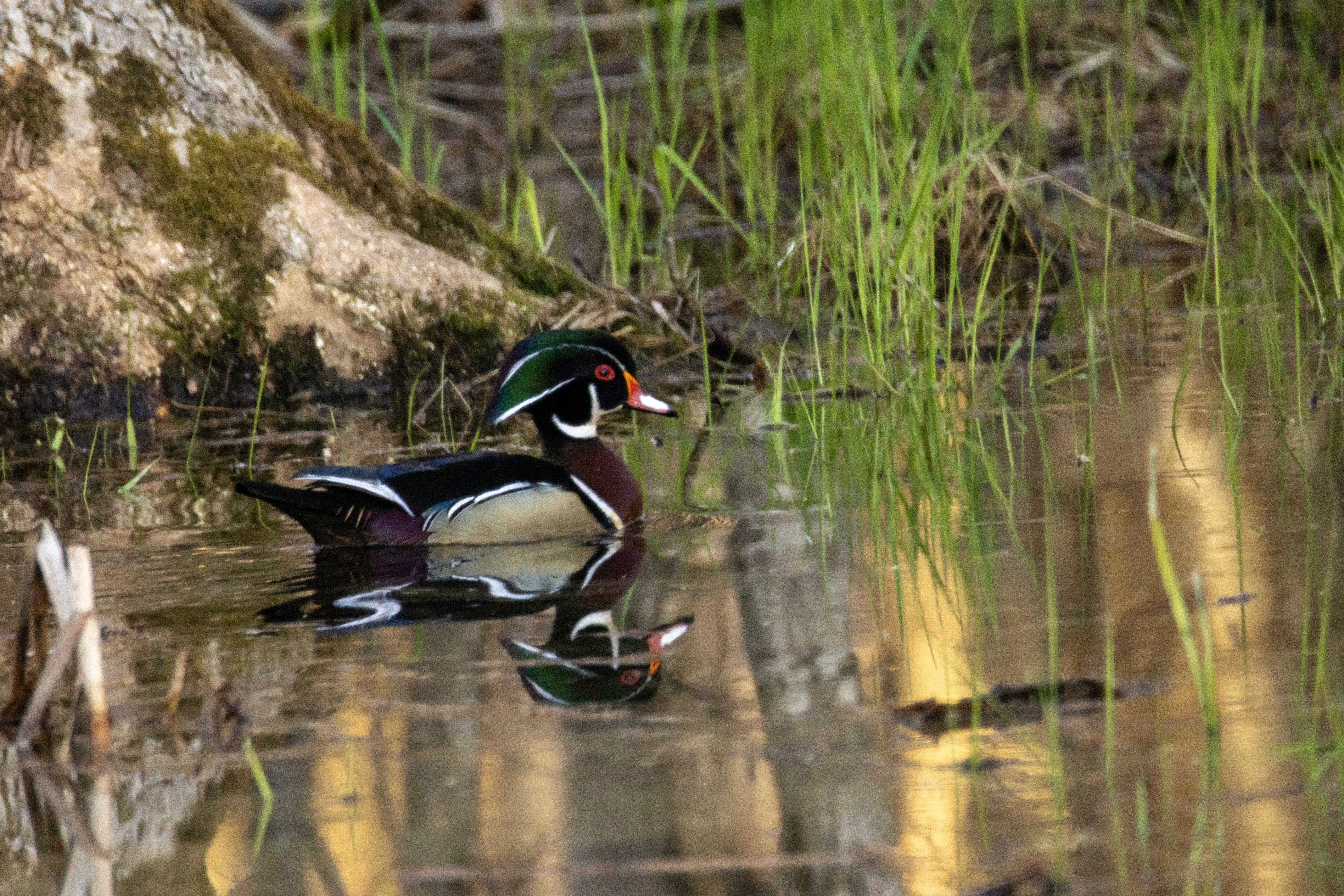 Wood Duck Marsh Reeds